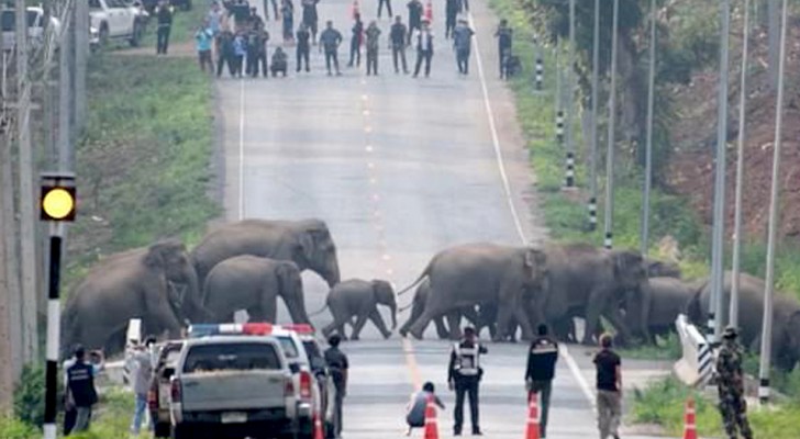Thailandia: un branco di 50 elefanti ha attraversato una strada bloccando il traffico di automobili