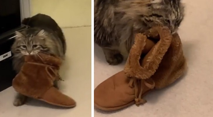 Questa gattina "ringrazia" la donna che l'ha adottata portandole le pantofole a letto ogni mattina