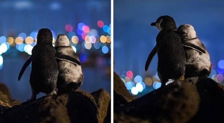 Ein Fotograf hält zwei verwitwete Pinguine fest, die sich trösten, indem sie die Lichter der Stadt beobachten