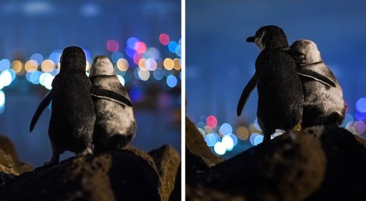 Un photographe immortalise deux pingouins veufs qui se réconfortent en regardant les lumières de la ville