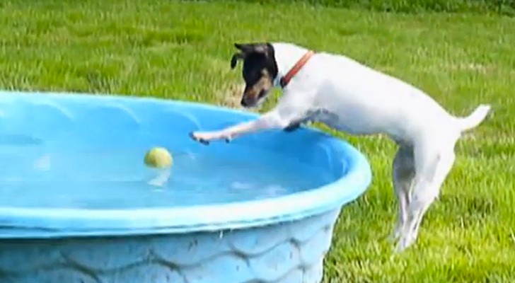 Een arme hondje probeert de bal te halen, maar wat hij ondergaat op het laatst is OVERWELDIGEND