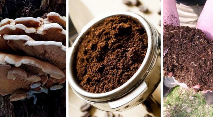 7 trovate insolite ma utili per riciclare i fondi del caffè in casa e in giardino