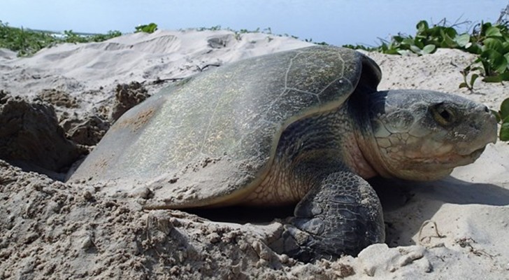 Scoperti 11 nidi di tartarughe marine sulle spiagge della Thailandia: non si vedevano da 20 anni