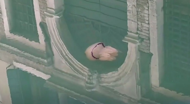 In assenza di gondole e turisti, una medusa gigante vaga indisturbata tra i canali di Venezia