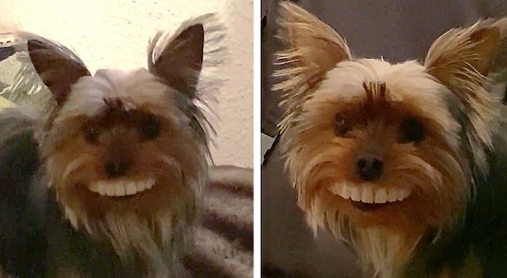 Un cagnolino mette in bocca i denti finti del proprietario, sfoggiando un esilarante "sorriso" malefico