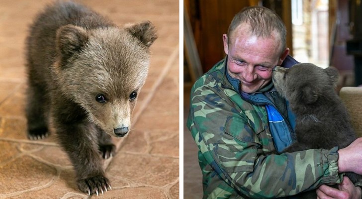 Un fermier adopte un ourson orphelin : il était allé jusqu'à son village à la recherche de nourriture