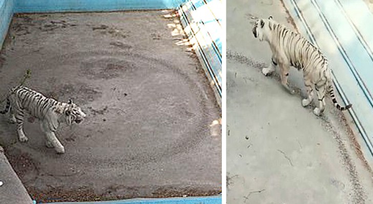 De trieste beelden van een tijger die oneindig rondjes loopt in zijn kleine omheining in de dierentuin van Peking