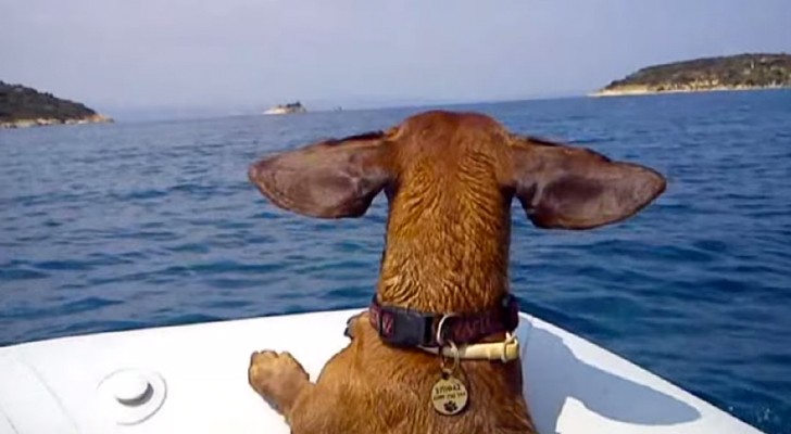 Cette vidéo d'un basset en vacances à la mer parle clair: ne les abandonnez pas!