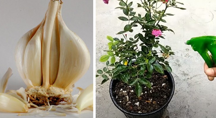 El ajo como repelente natural contra los parásitos de las plantas: una óptima infusión que aleja pulgones y hongos