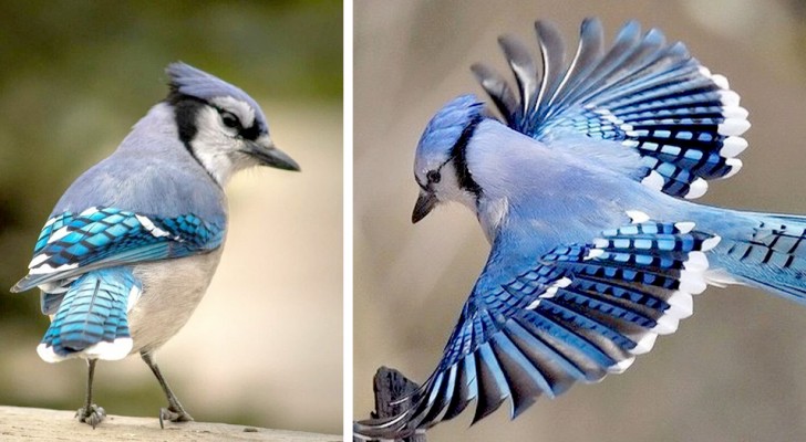 Le geai bleu : l'oiseau aux plumes d'un bleu profond pouvant imiter les sons humains et les animaux