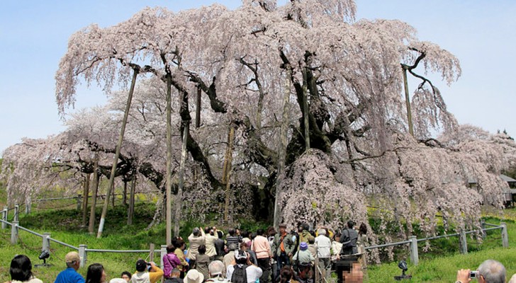 Takizakura, der 1.000 Jahre alte Kirschbaum, der Pandemien, Tsunamis und Atomkrisen überlebte