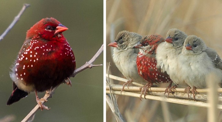Alcune deliziose immagini del fringuello "fragola", il curioso uccellino dalle piume rosso fuoco
