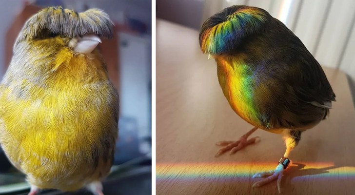 Barry, den lilla kanariefågeln med pottfrilla: hans komiska utseende får tusentals användare att skratta