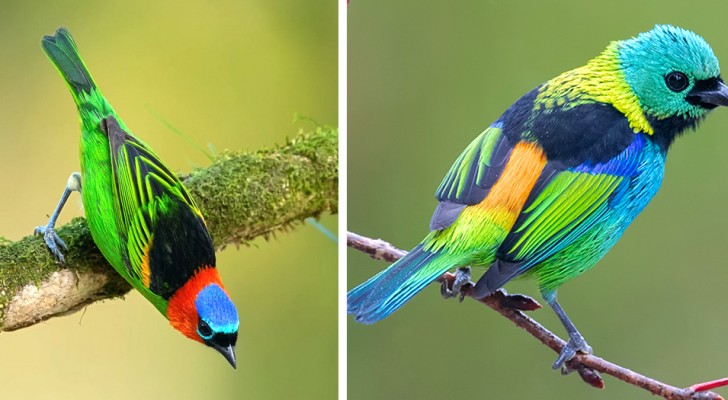 Un ragazzo immortala alcuni tra i più affascinanti e colorati uccelli che popolano le foreste brasiliane