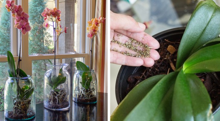 Some useful tips to take care of an orchid at home: they are beautiful plants, but also very delicate