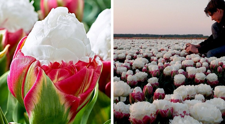 "Ice Cream" tulpen: roze bladeren en een spierwitte bol die doen denken aan een heerlijk ijsje met slagroom