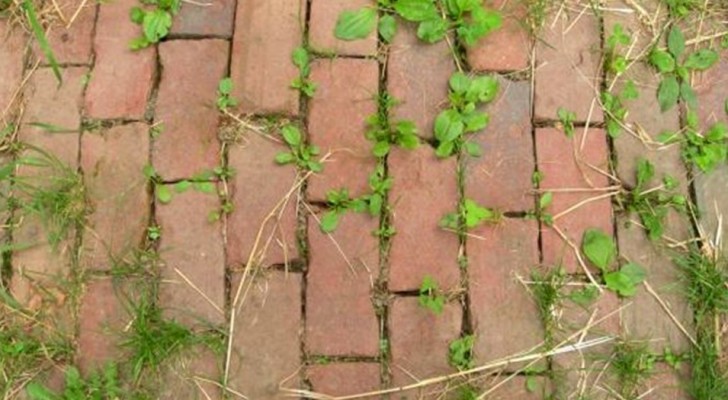 Vinagre, sal e sabão: um método simples e barato para impedir que as ervas daninhas cresçam no jardim