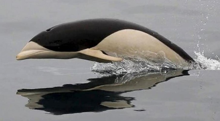 Fotografato dopo 20 anni l'affascinante delfino liscio: privo di pinna dorsale, viene spesso scambiato per un pinguino