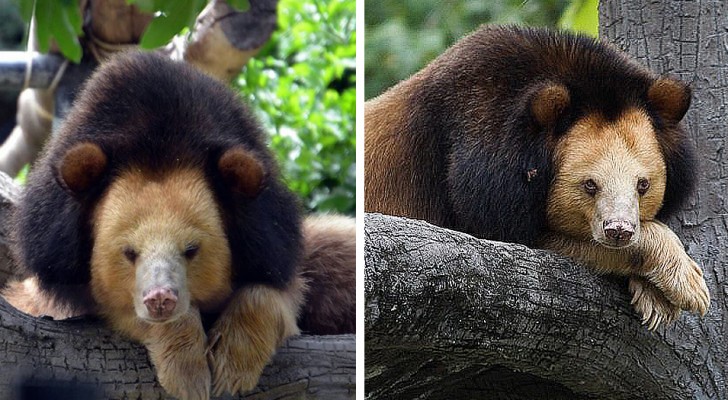 Brandy, il raro orso tibetano che sembra un leone e ha perso la sua "casa" per la deforestazione