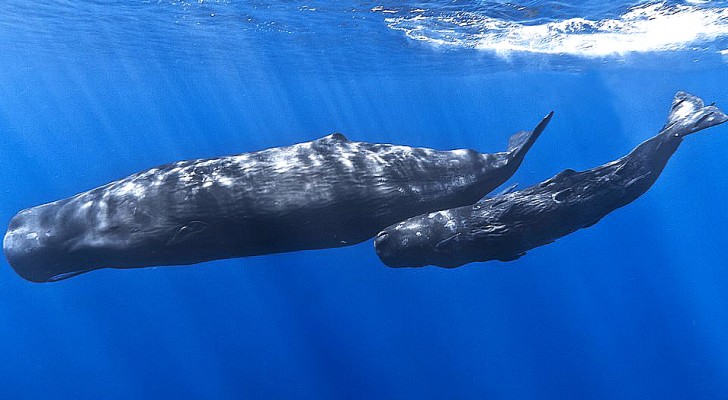 De wereldwijde lockdown vermindert geluidsoverlast onder water: walvissen “praten” weer met elkaar