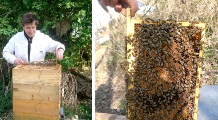 Seine Bienen hatten seit 20 Jahren nicht mehr so viel Honig produziert: die Ursache, die Abwesenheit des Menschen und die Verringerung der Umweltverschmutzung