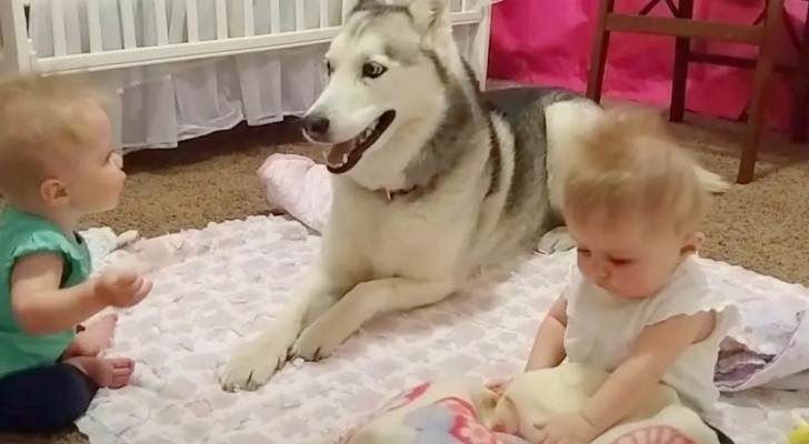 Parents capture a precious moment of their husky playing with their twin daughters 