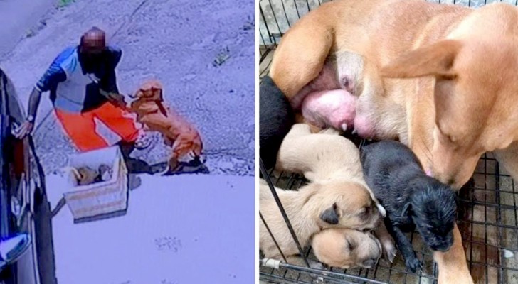 A dog and her newborn puppies were found abandoned on the side of the ride 
