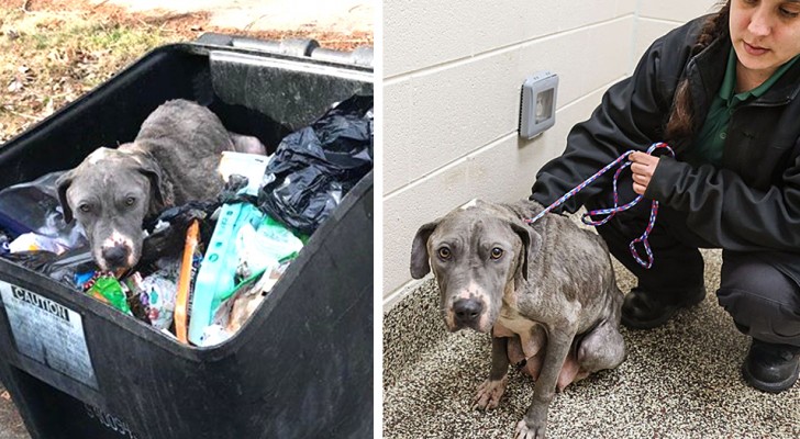 Een hond wordt in het afval gegooid en gescheiden van haar puppy's: misschien was ze betrokken bij een gevecht