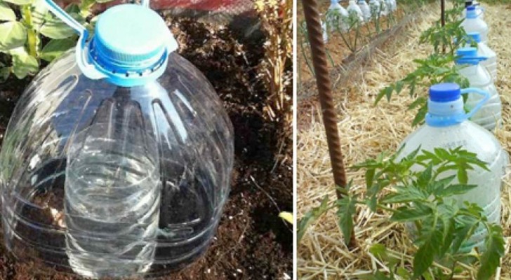 Bewässern mit gebrauchten Plastikflaschen. Eine raffinierte Methode, um Wasser zu sparen