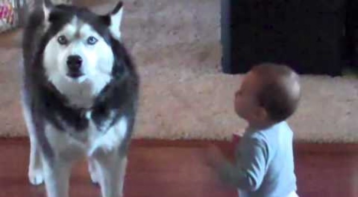 The interaction between this dog and this baby is amazing !