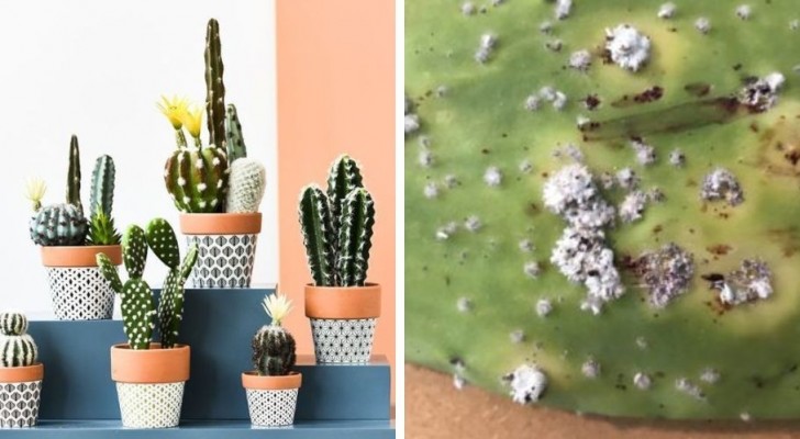 7 dritte utili ed efficaci per prendersi cura al meglio dei cactus in casa