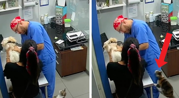En katt hör en hund gråta hos veterinären och försöker försvara den genom att riva doktorn