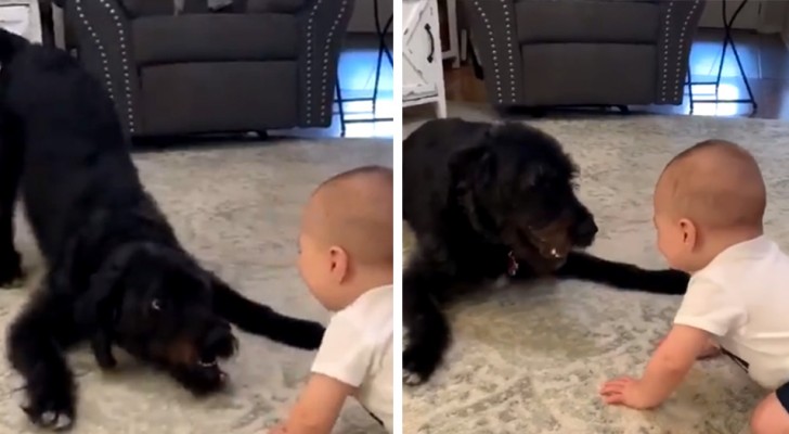 O cachorro diverte o bebê de alguns meses, entre beijos e risadas: a mãe consegue filmar esse momento especial