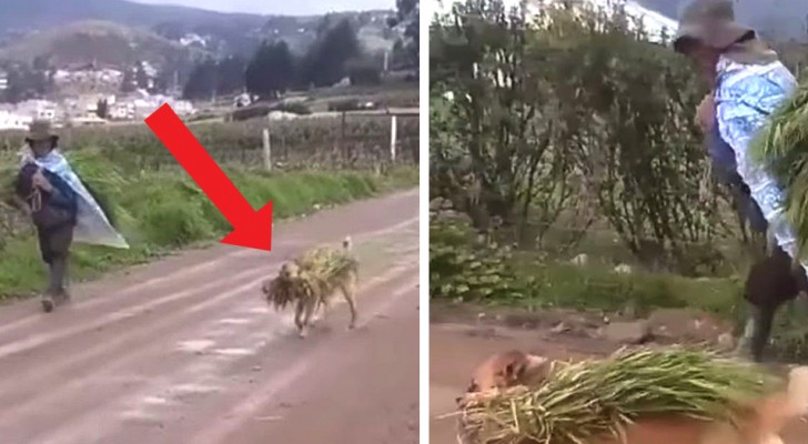 Every day this dog helps his human friend to take in the harvest in the fields, in real teamwork