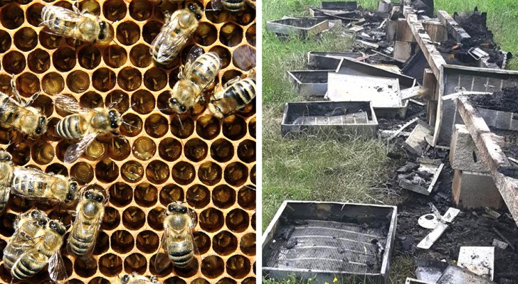 In Friuli qualcuno ha dato fuoco a 21 arnie: 2 milioni di api sono bruciate a causa di questo gesto ignobile