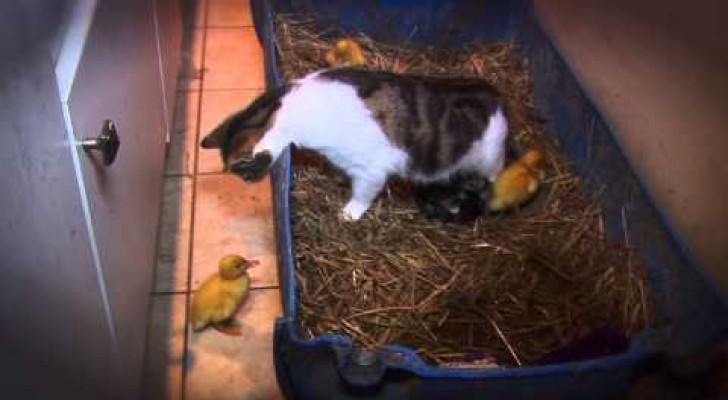 These ducklings could be in danger, but look what happens!