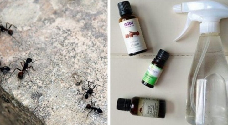 How to make an ant repellent using ingredients you find around the house 