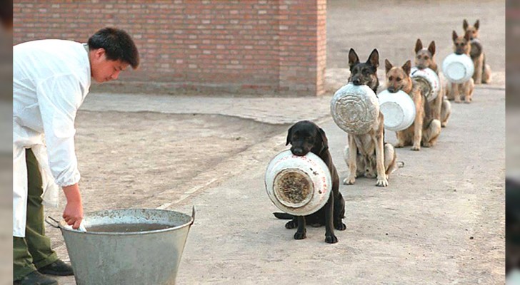 Questi cani poliziotto che fanno la fila per mangiare sono molto più ordinati e pazienti di noi umani