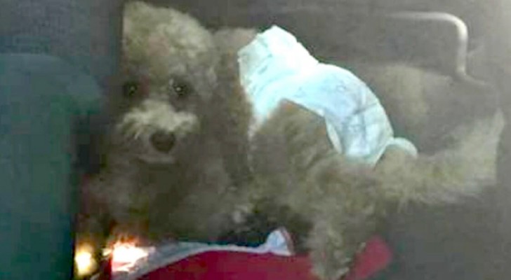 A family goes on a trip and leaves their dog in the car in the sun with a diaper: they are reported