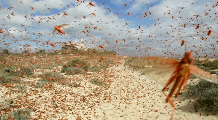 Sardegna: un'invasione di milioni di locuste sta distruggendo l'agricoltura al centro della regione