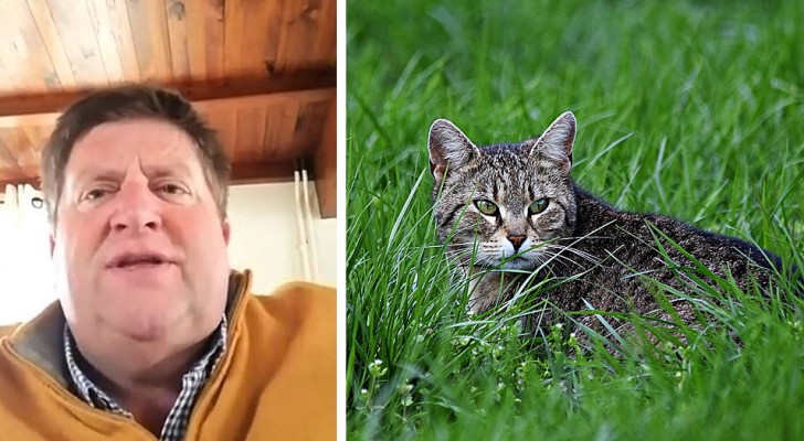 "Katzen abschaffen" zum Schutz der Vögel: der schockierende Vorschlag des Präsidenten des französischen Jägerverbandes
