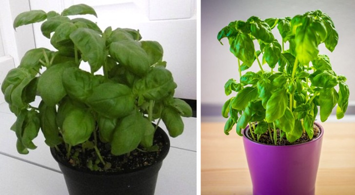 5 tips on how you can grow basil in the comfort of your own home