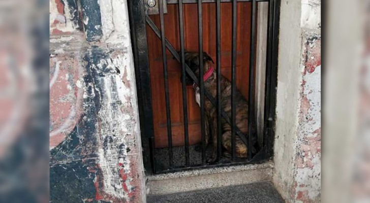 I proprietari hanno chiuso il cane tra la porta e la grata perché non potevano occuparsene durante il lockdown