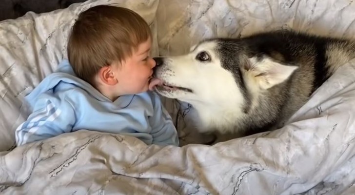 This sweet husky "refuses" to get up from her little master's bed and eventually falls asleep with him