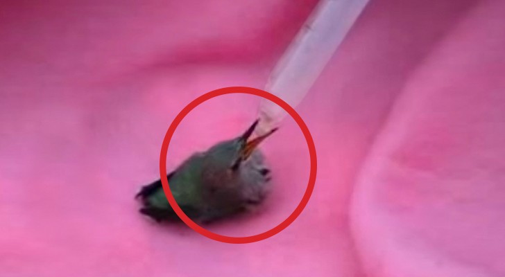 This hummingbird was almoast dead but an angel takes care on it !