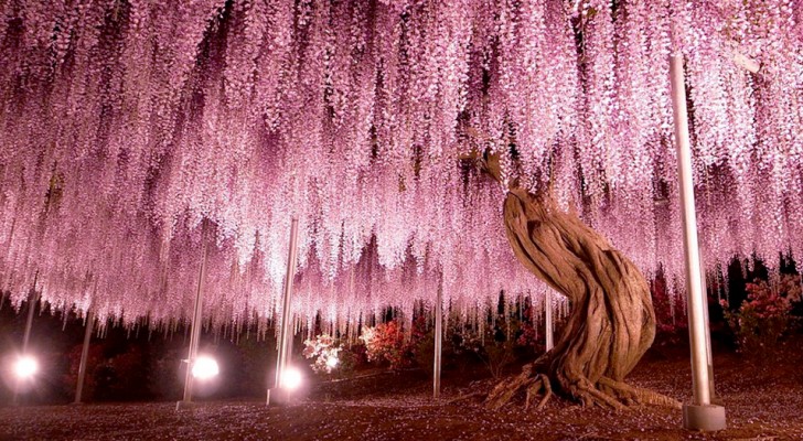 In Japan staat een spectaculaire blauweregenboom: hij is 144 jaar oud en beslaat een oppervlakte van bijna 2000 vierkante meter