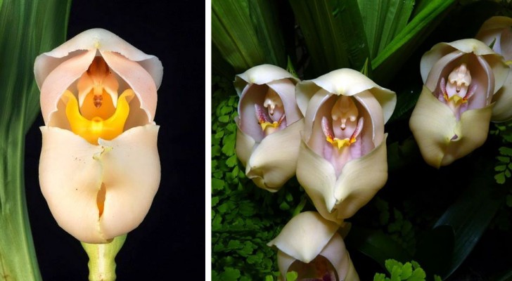"Wiege der Venus", die besondere Orchidee mit schönen Blüten, die an schlafende Babys erinnern