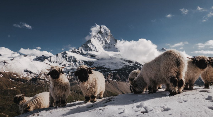 Alcune pecore Naso Nero del Vallese, con le Alpi sullo sfondo