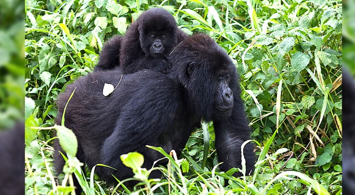 Congo, 12 rangers et 4 civils tués dans une terrible embuscade : ils défendaient les gorilles contre les braconniers depuis des années