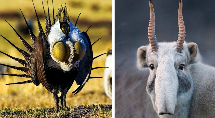12 espèces que Dame Nature a voulu rendre si bizarres qu'elles semblent irréelles